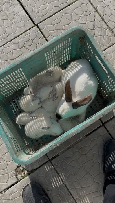 Qiyon sotiladi.donasi