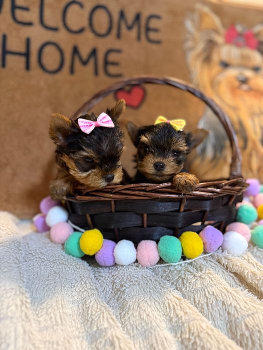 Йорки/Йоркширски териер