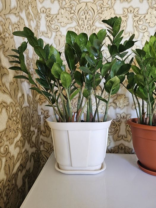 Продам комнатные цветы