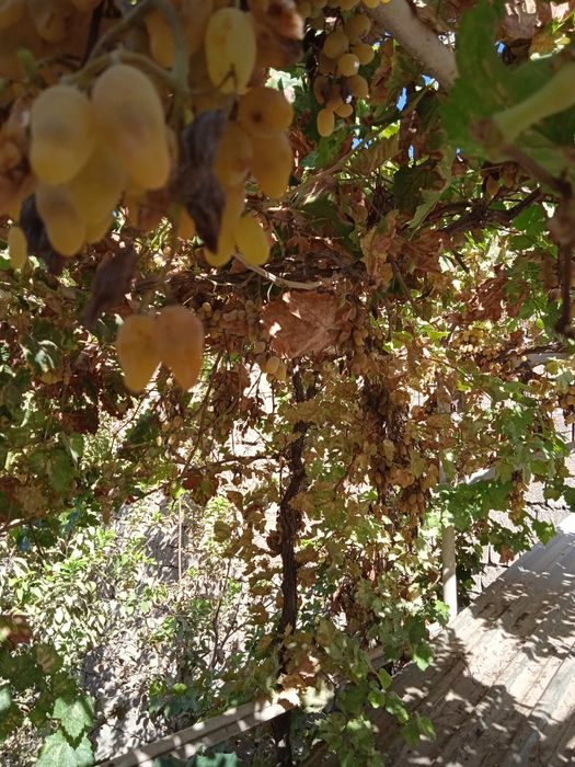 2 сотокли, 2 каватли котеж Кук гумбаз мачити оркаси, Карши маркази