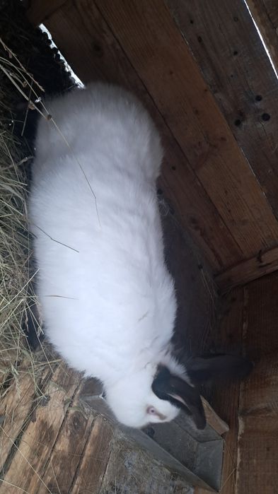 De vânzare iepuroaică