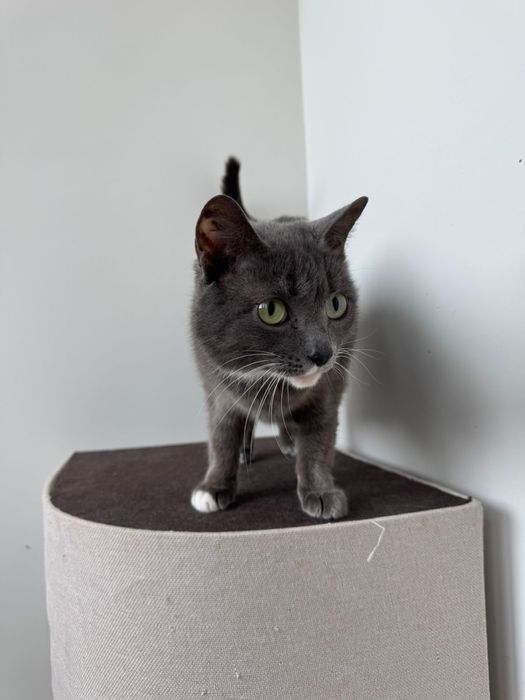 Отдам в добрые руки кошку