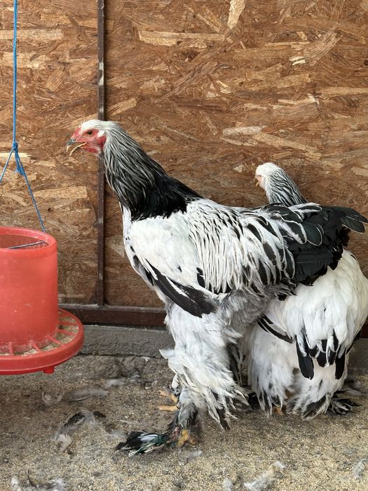 Disponibili cocosi brahma herminat deschis