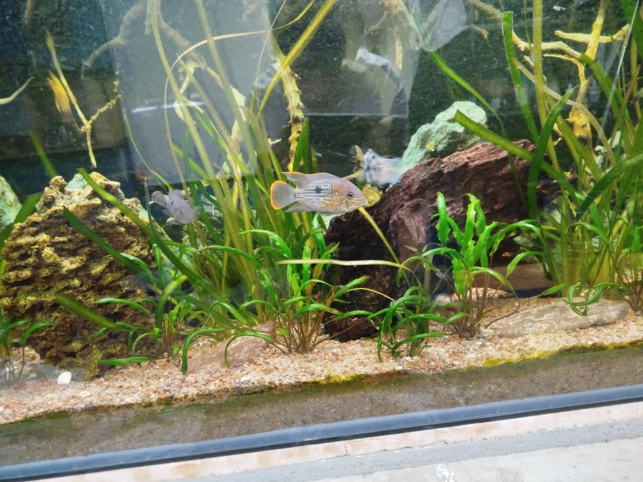 Акары бирюзовые 7-8 см