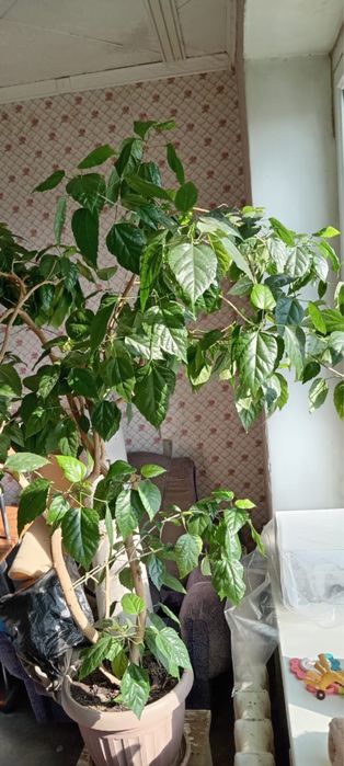 Продам розу китайский гибискус