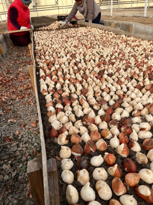 Тюльпан оптом премиум класса