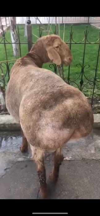 Aqiqa va Ehsonga tirik qo’ylar‼️