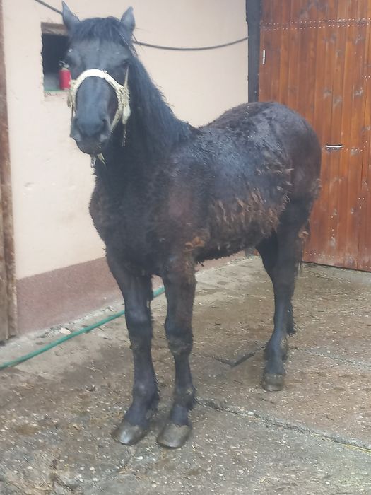 Mânz negru de vânzare