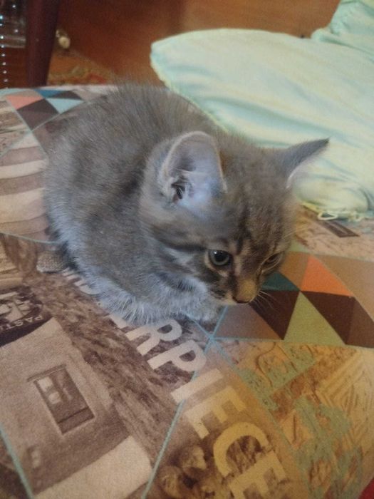 Котенок в добрые руки