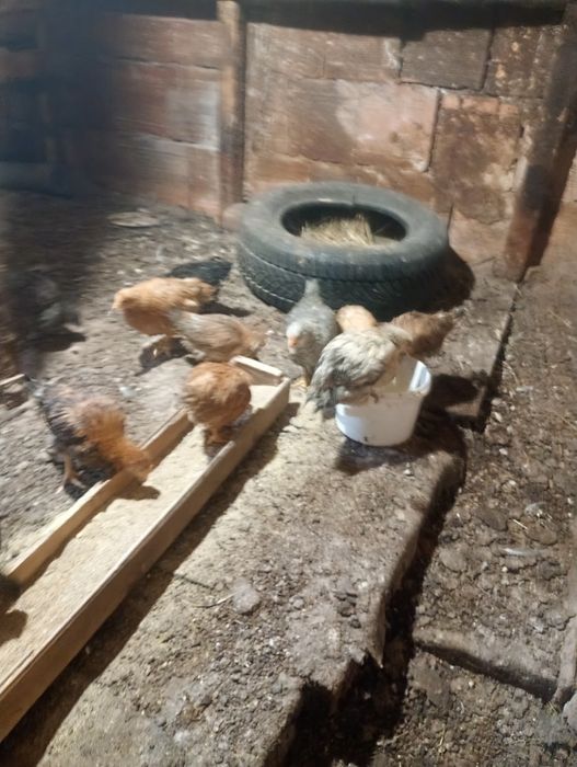 Продавам пилета на един месец от селски кокошки