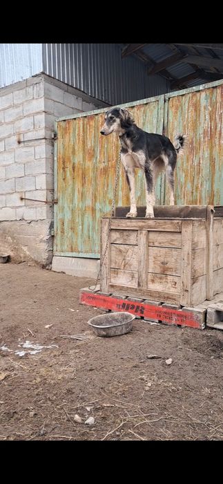 Тазы сатылады  ургашы  11айлык