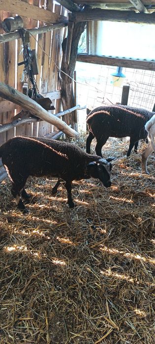 Mieluțe și berbecuți texel