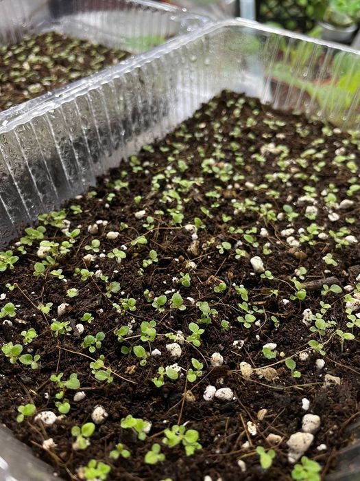 Детки фиалки ,бегонии сеянцы,бегонии разные в контейнере..