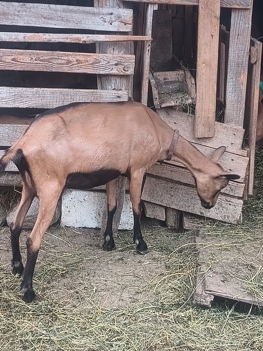 Iede alpina franceza