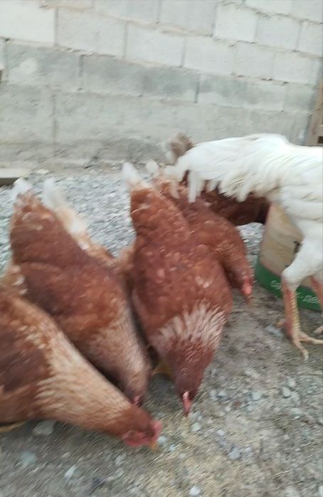 Продам курей ломан браун