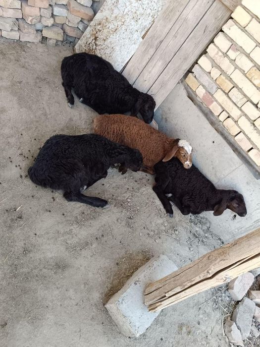 Qo'ylar sotiladi yosh hali katta buladigan yeb ichishi zo'r soglom nar