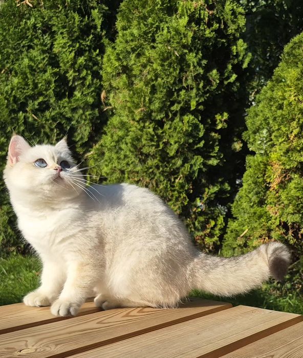 British shorthair cu Pedigree