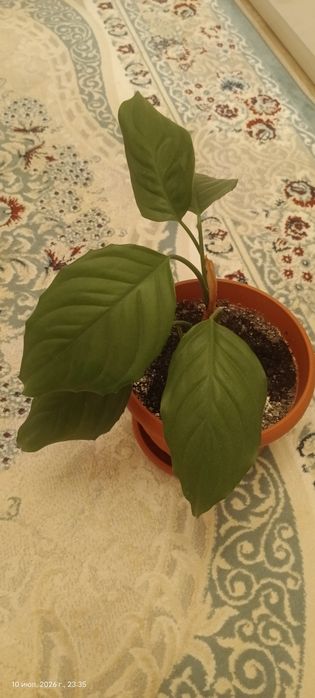 Продам 7 шт цветы в горшках