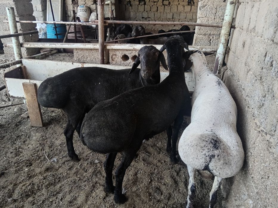 Qochqor, qoy, кочкор, кой, куй, quy,