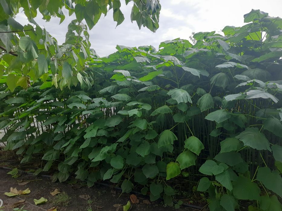 Paulownia tomentosa