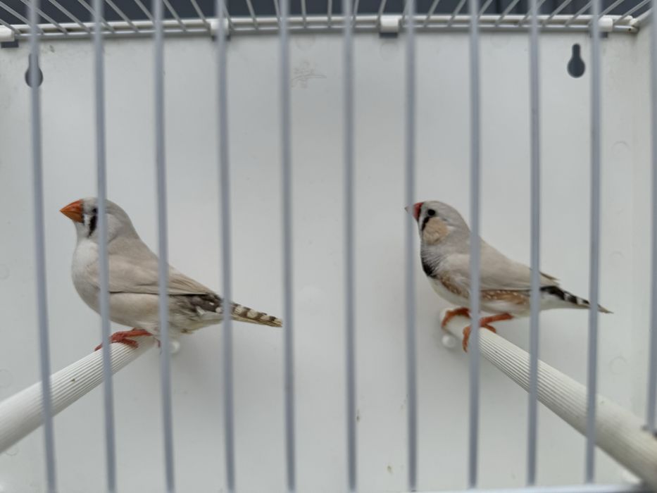 Vand papagali perusi, nimfe,zebre si rosella