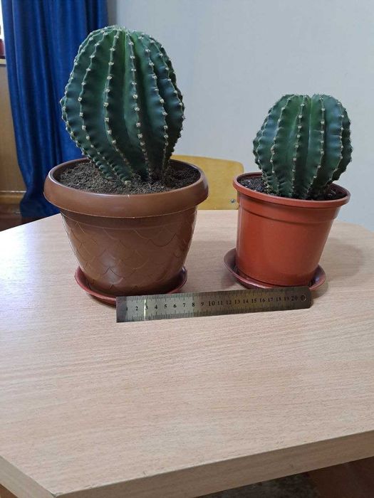 Продаю  Кактусы оптом