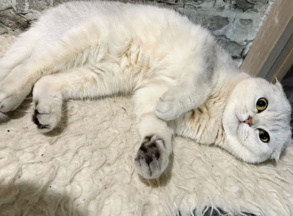 Шиншилловые малыши котята