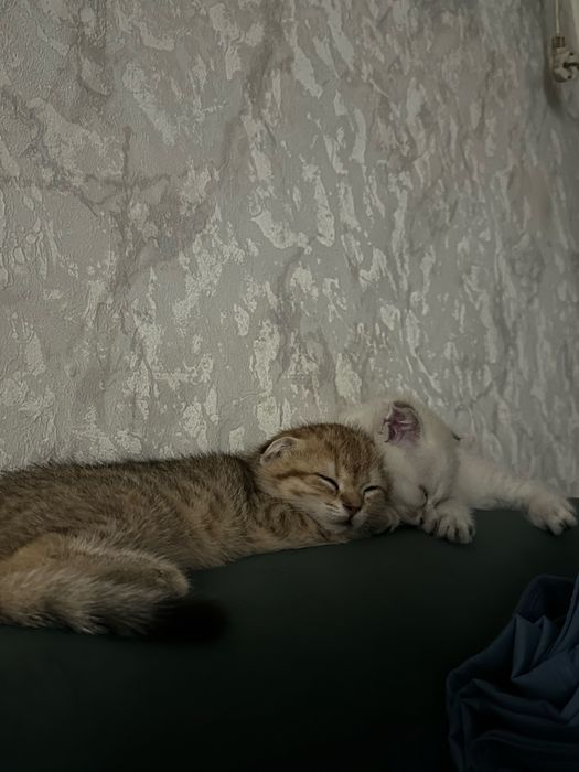 продаю кошек 4 месяца, две девочки