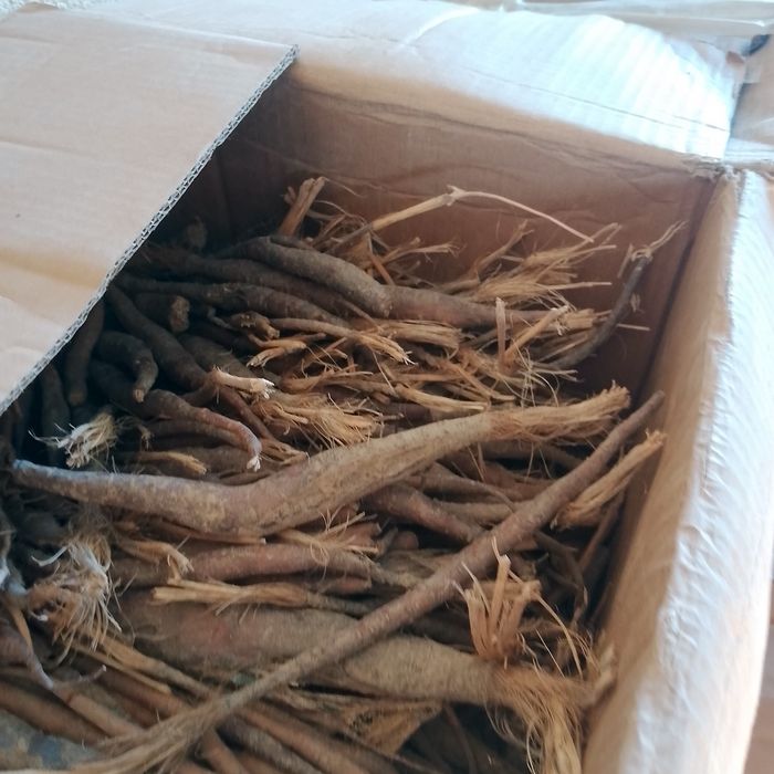 Каврак кучатлари,Kavrak koʻchatlari