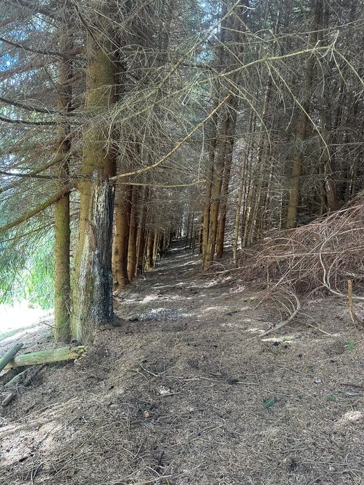 Teren la munte 4717m.p 30000 de euro