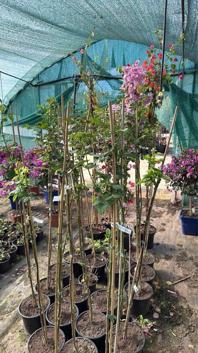 Лигуструм и сабини!