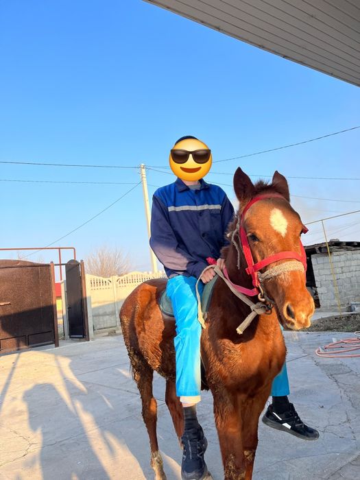 Тай ат жылкы  сатылады