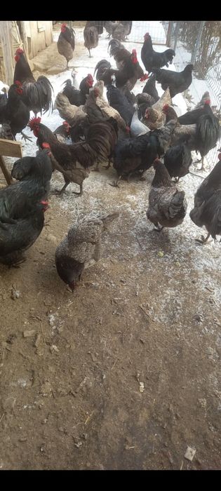 Găini și cocoși rasa Austrolop de vânzare
