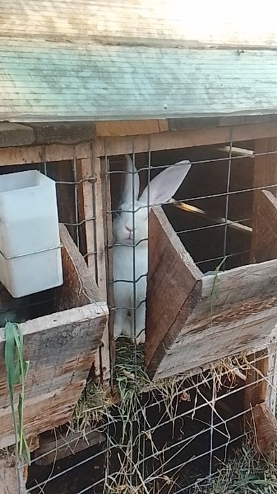 Vând iepuri o pereche de alb pannon de 5 luni și un iepuroi de hicole francez