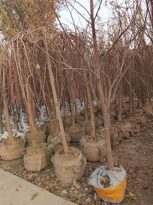 мавали дарахт кучатлари нархи кучатни ёши ва навига караб келишами