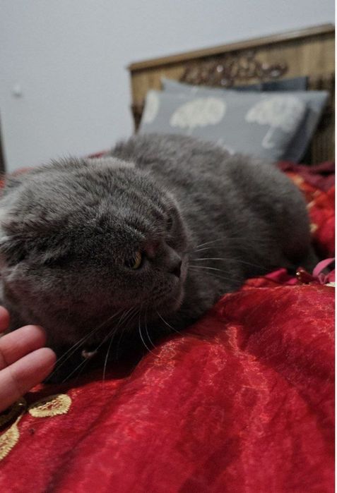 Шотландский фолд девичка