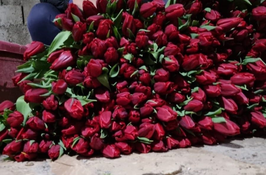 Тюльпаны крупные отборные оптом