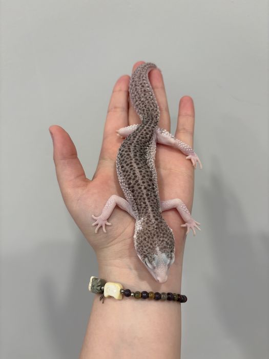 Самка эублефара