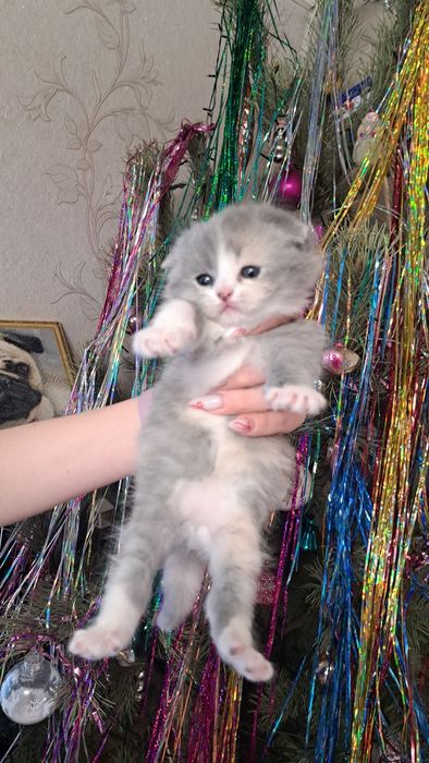 Персидские котята