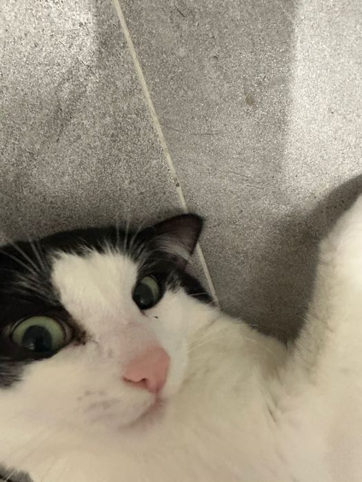 Отдам кота в хорошие руки