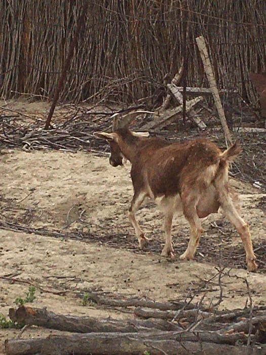 Ешкі сатылады. 100000 т