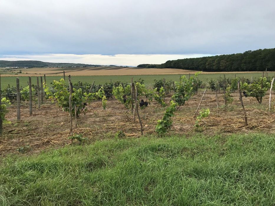 Vand teren extravilan (9500 mp + 4500 mp), comuna Ion Creanga, vizavi de cantonul silvic