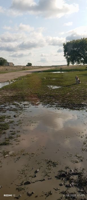 Собака бигль, договорная