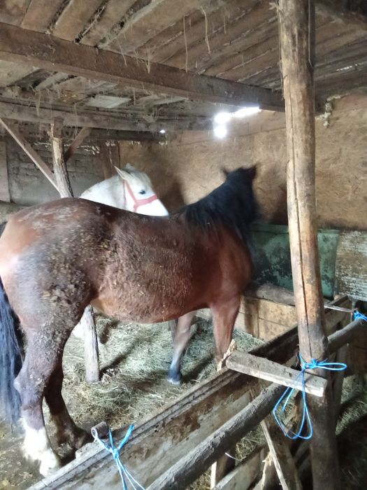 Vând mânză tânără