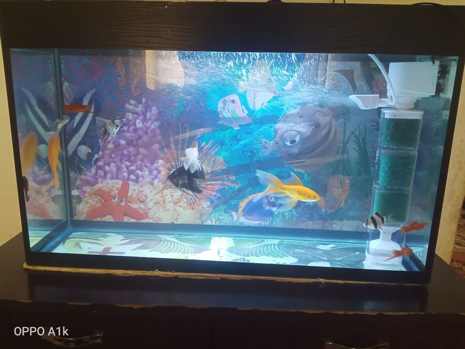 Аквариум балығымен