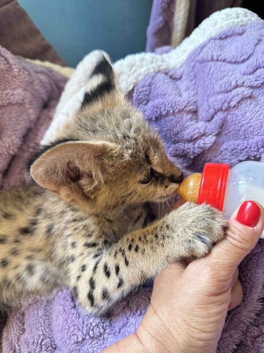 Сервал . Кошечка . Чистокровная