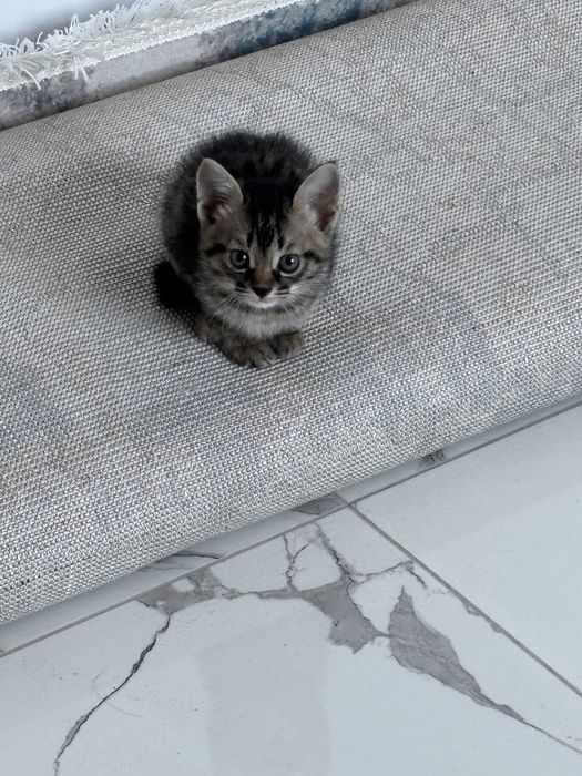 Маленькие Котенки