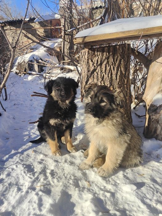 Отдадим щенков смешанной породы