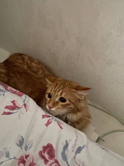 Шотландская прима ухая кошка