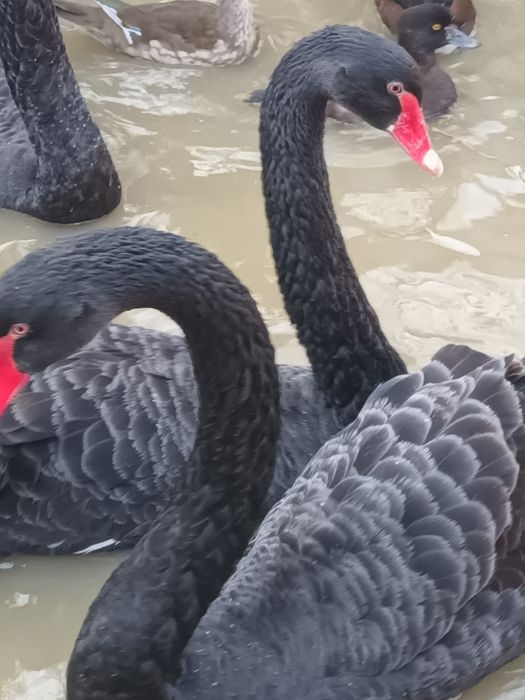 Vand pasari de ornament